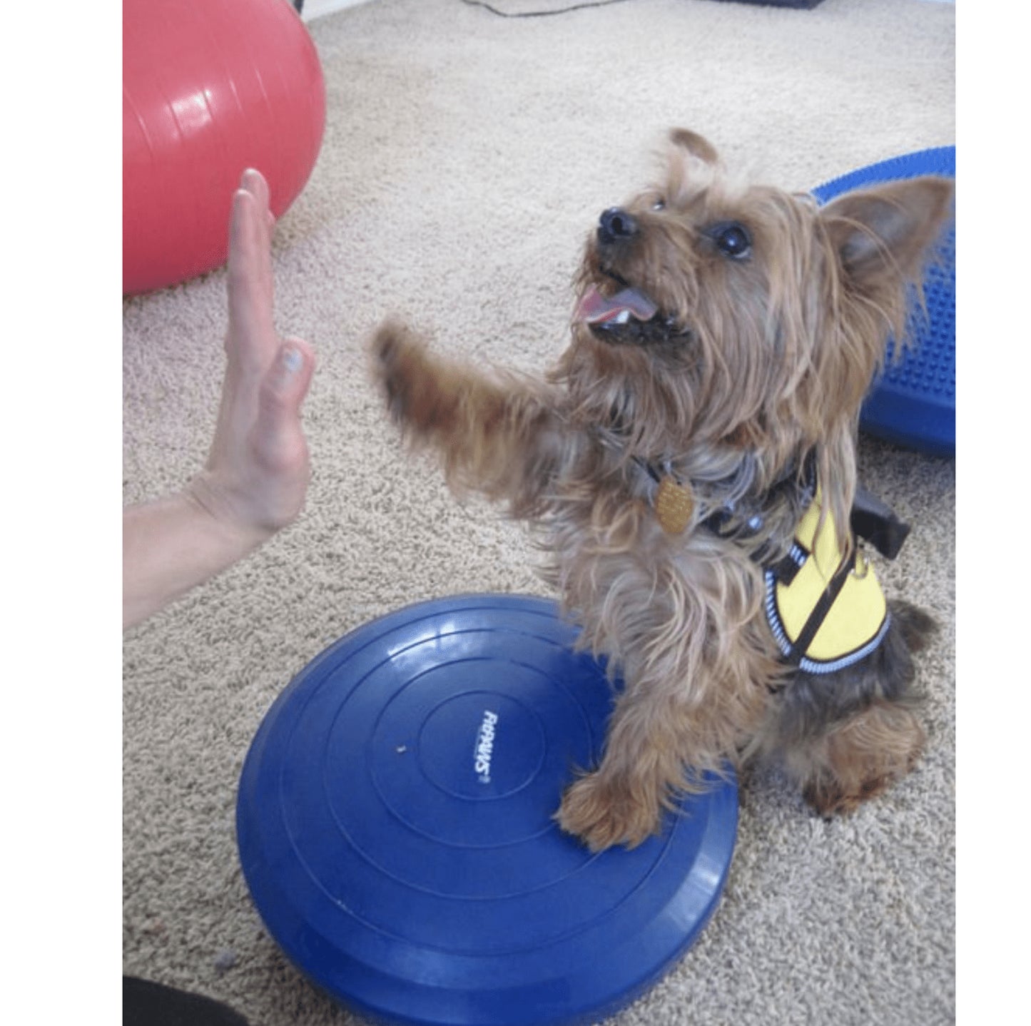 Dog Balance Disc - Pet medical equipment