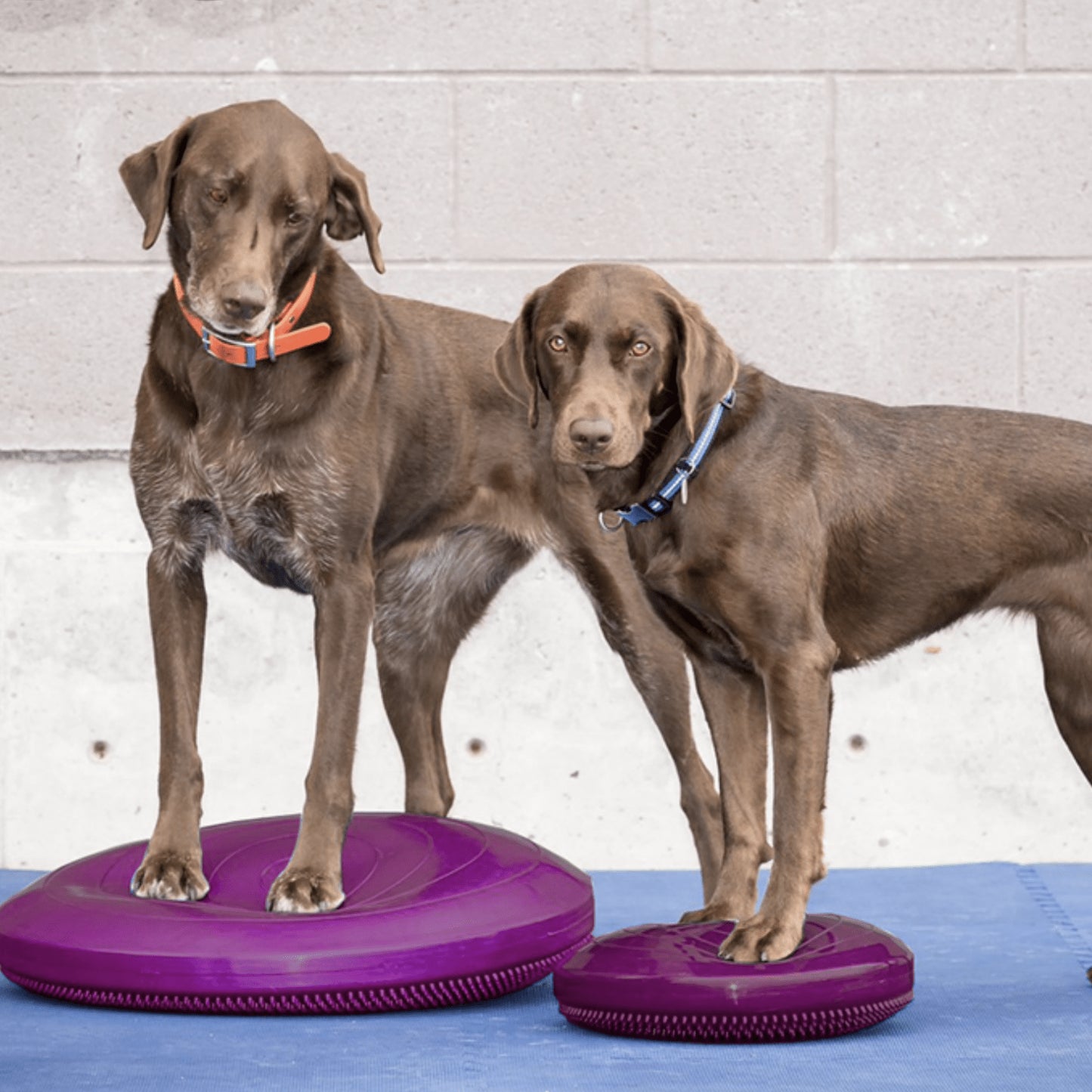 Dog Balance Disc - Pet medical equipment