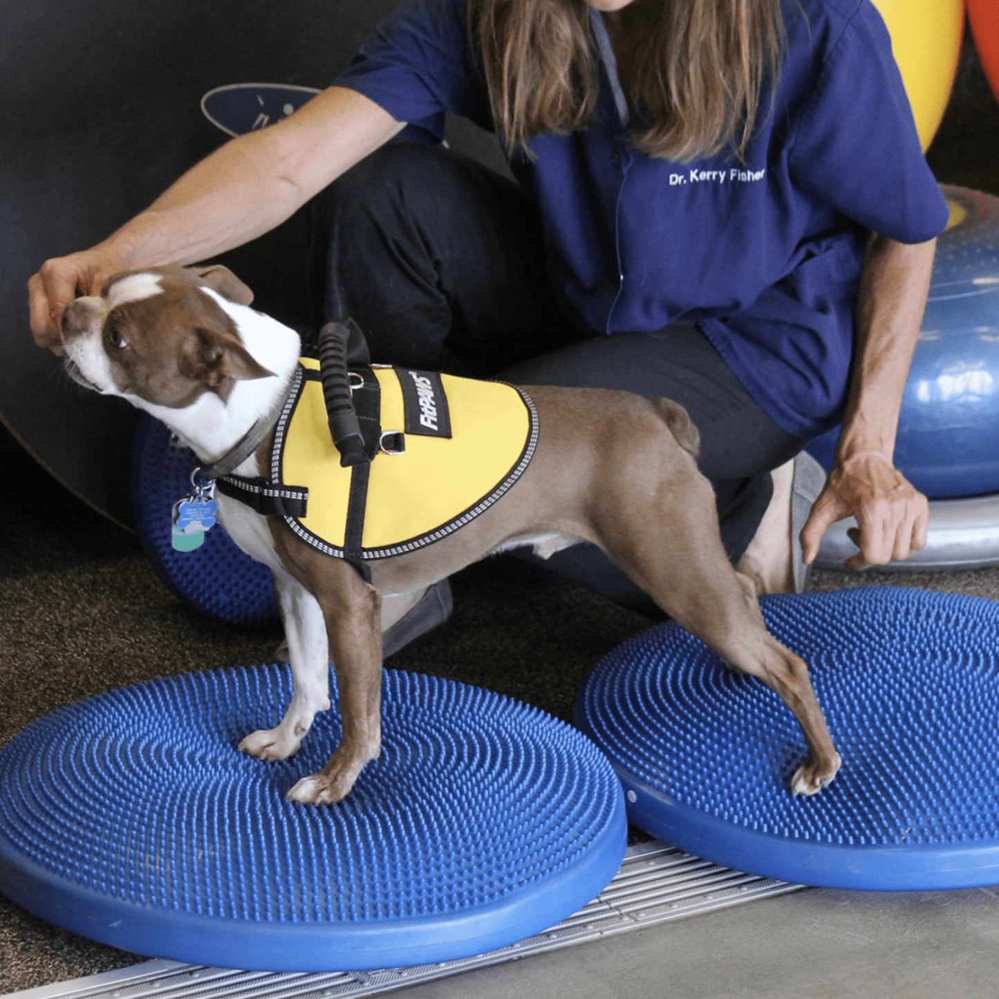 Dog Balance Disc - Pet medical equipment