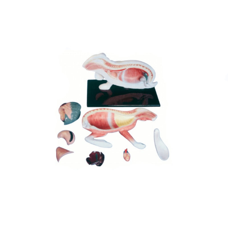 Animals Anatomy Model-Rabbit – Petmedtools