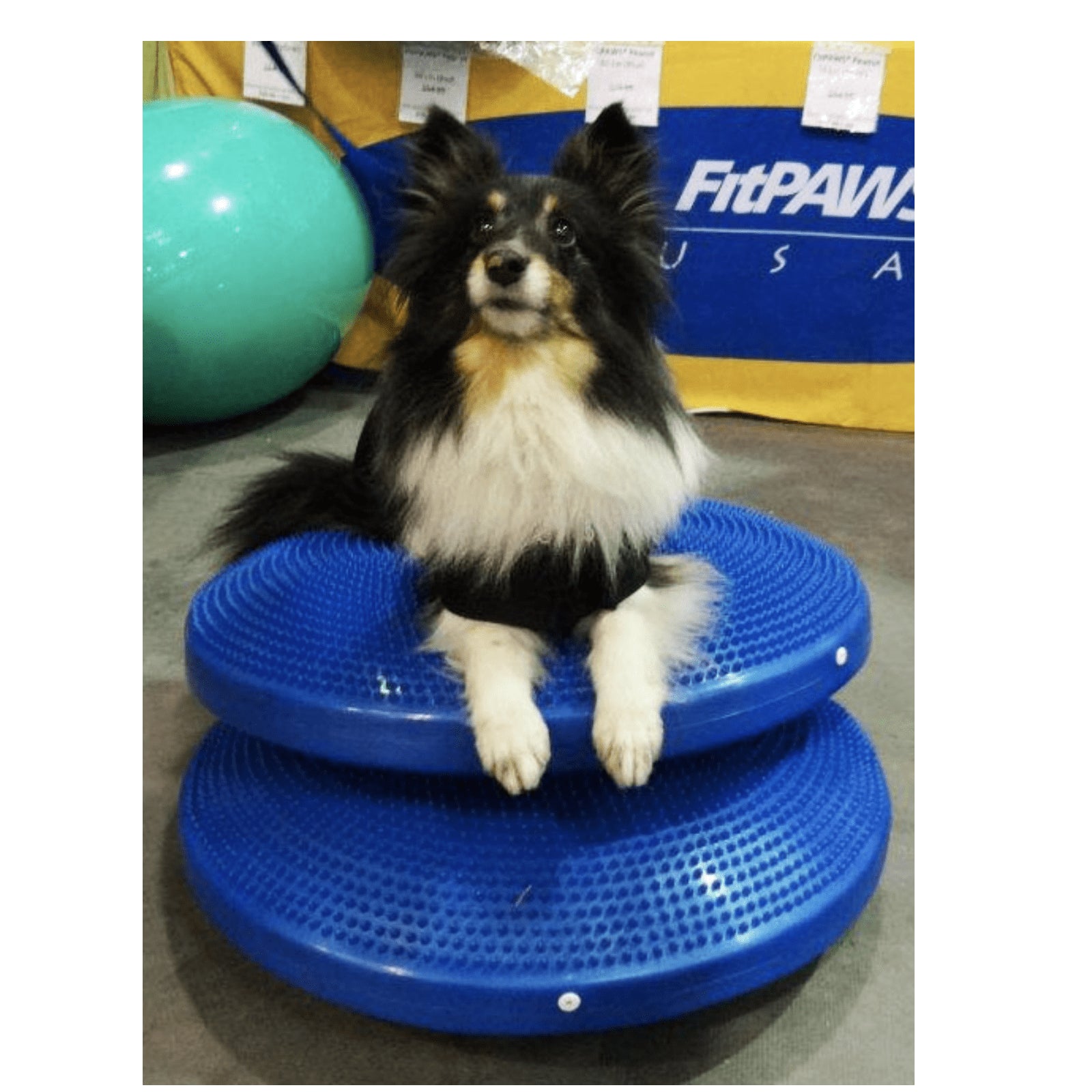 Dog Balance Disc – Petmedtools