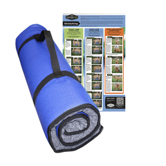 FITbed With Stretching Poster - Pet medical equipment