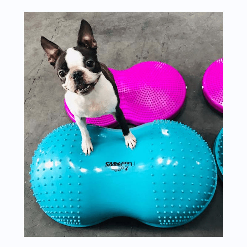 Fitness and Rehabilitation for Dogs - Pet medical equipment