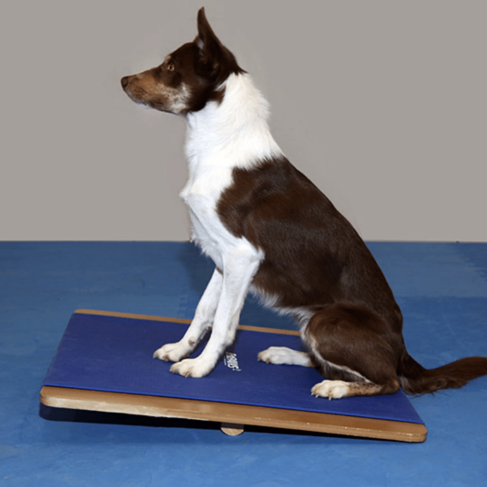 Giant Rocker Board - Pet medical equipment