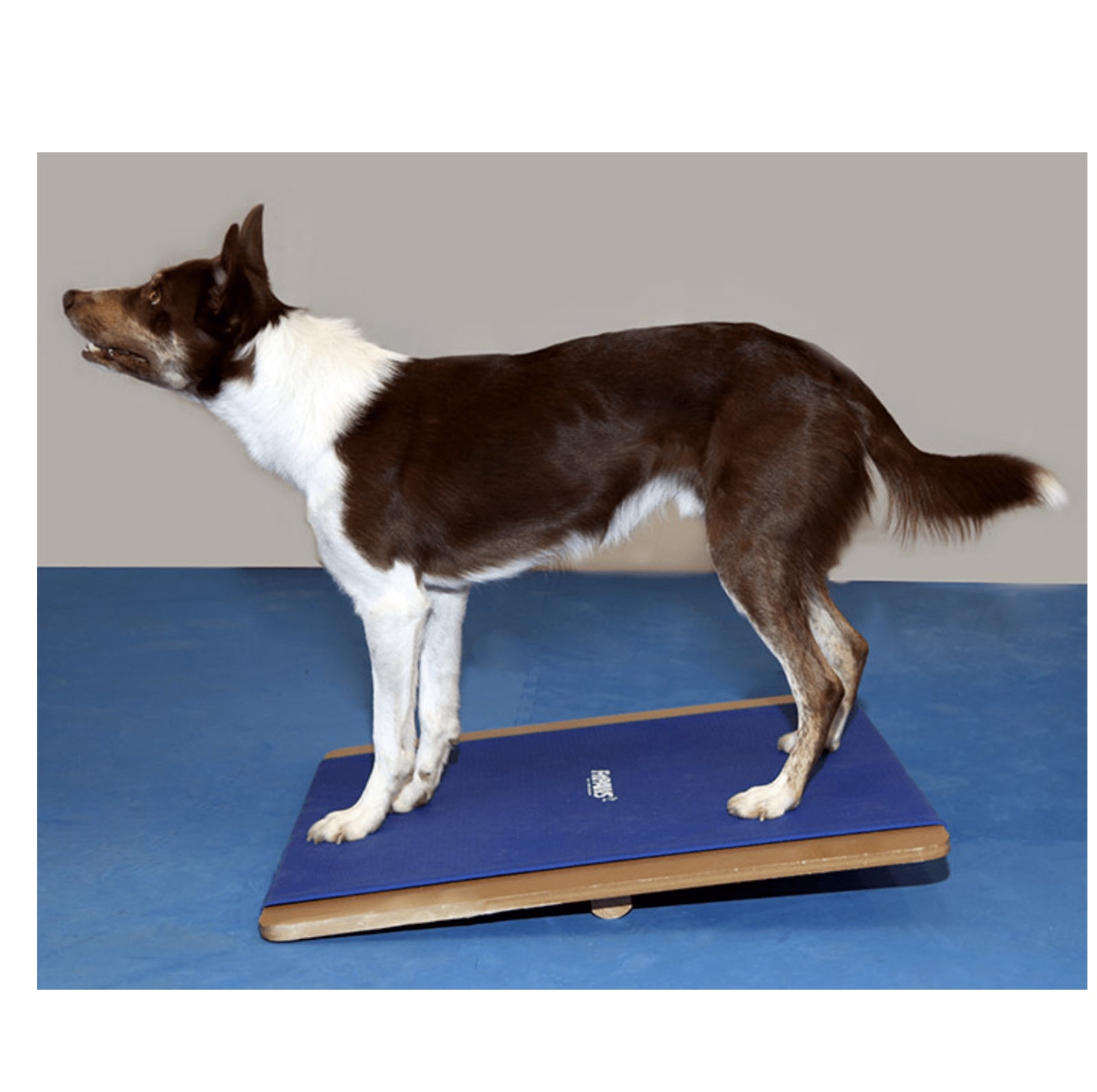 Giant Rocker Board - Pet medical equipment