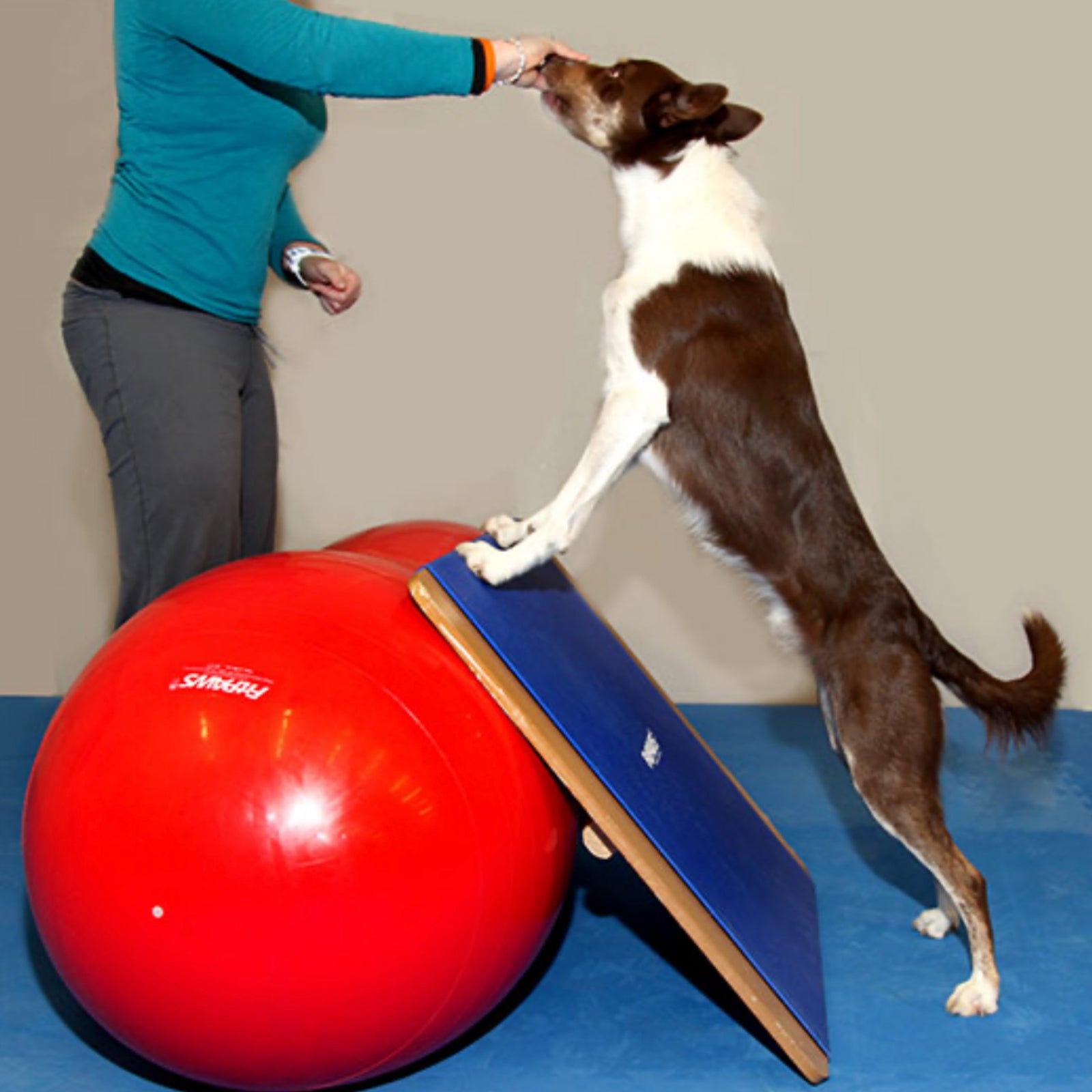 Giant Rocker Board - Pet medical equipment