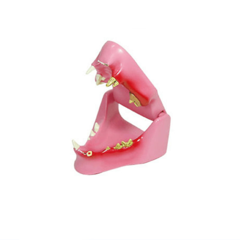 Kit Tooth Model - Pet medical equipment