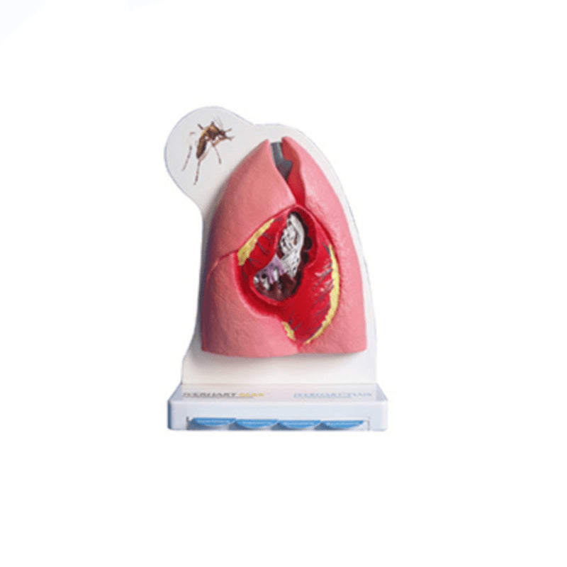 The Dissection Model of Cat Heart and Lung – Petmedtools