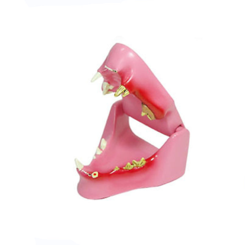 The Dissection Model of Cat Kit Tooth – Pet medical equipment