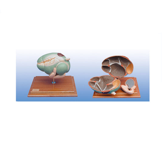 The Dissection Model of Cattle Stomach - Pet medical equipment