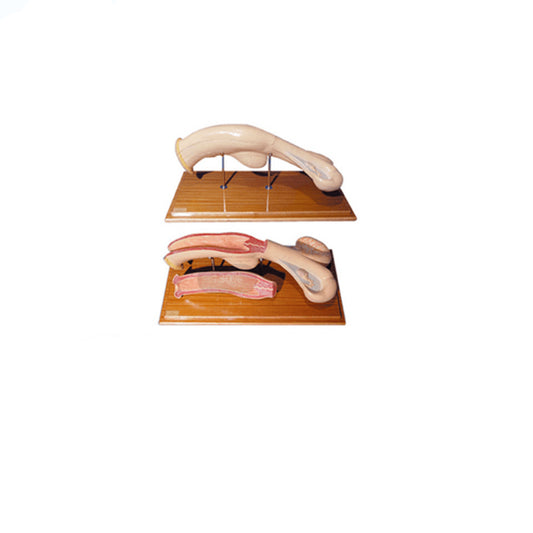 The Dissection Model of Cattle Uterus - Pet medical equipment