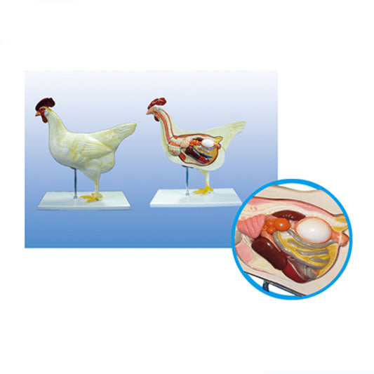 Chick Dissection Animal Anatomy Educational Boards | PetMed Tools
