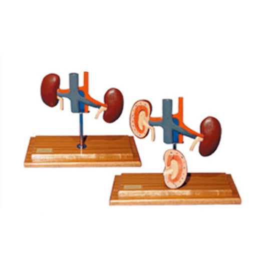 The Dissection Model of Dog Kidney(2parts) - Pet medical equipment