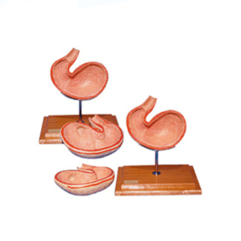 The Dissection Model of Dog Stomach(2parts) – Petmedtools