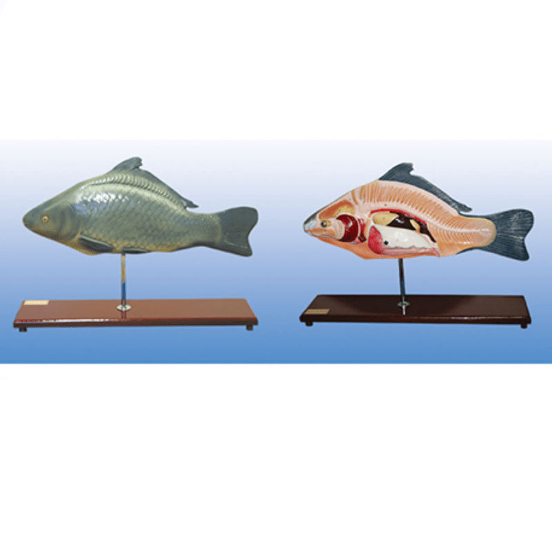 The Dissection Model of Fish Dimension:490x150x350(mm) – Pet medical ...