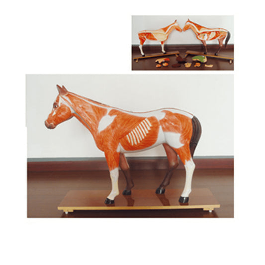 The Dissection Model of Horse - Pet medical equipment