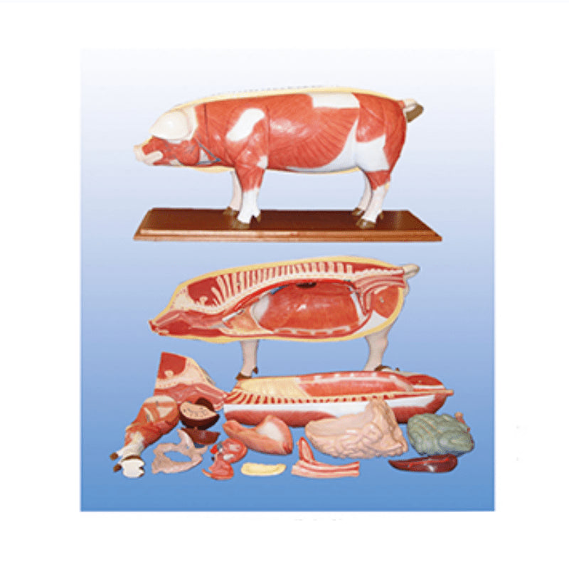 The Dissection Model of Pig (18parts) – Petmedtools