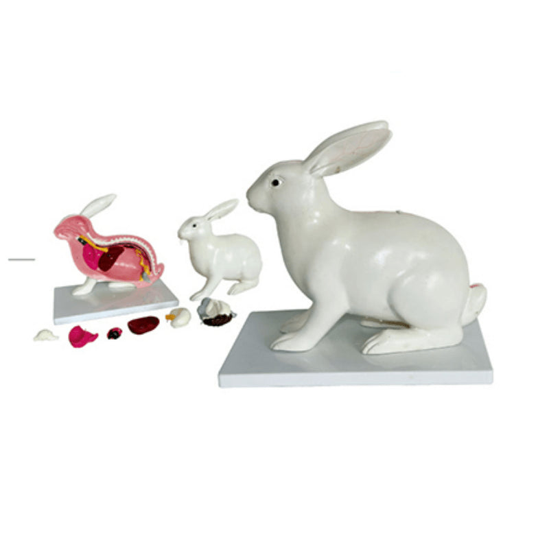 The Dissection Model of Rabit – Petmedtools
