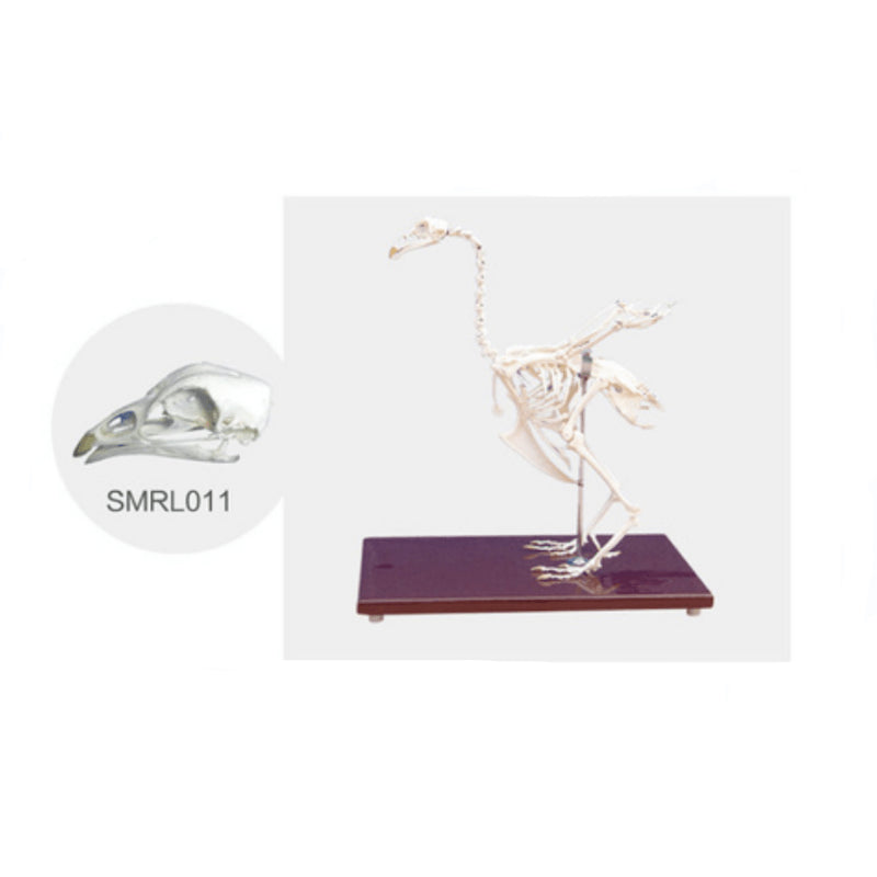The Model of Chicken Skeleton(Skull) - Pet medical equipment