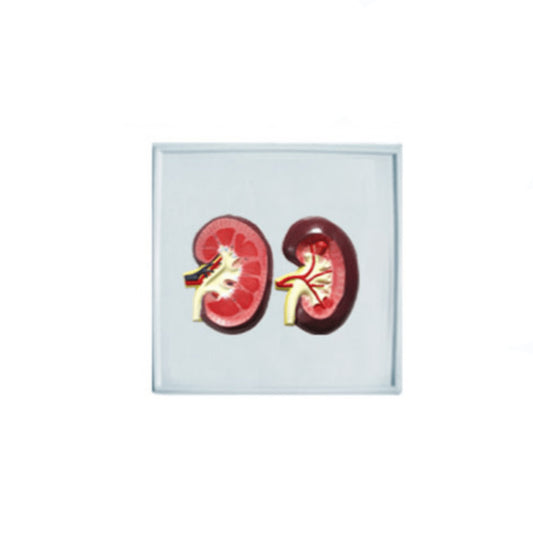 Kidneys Rabbit Dissection Animal Organ Models for Veterinary Education | PetMed Tools