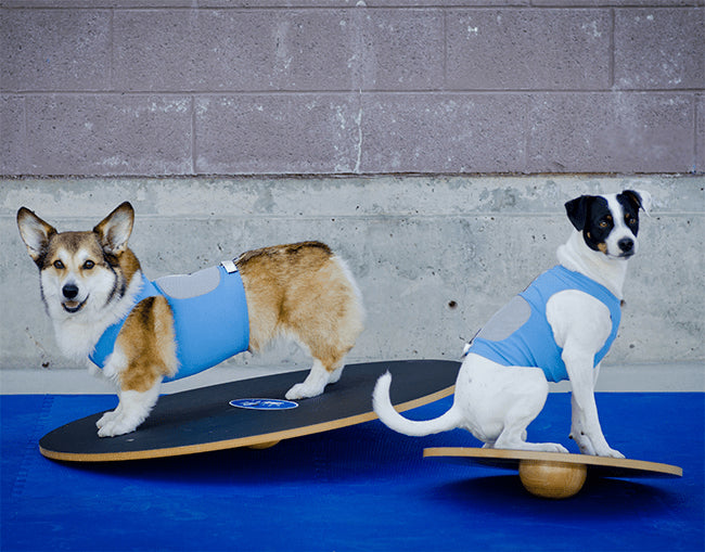 Wobble Board 20" & 36" - Pet medical equipment