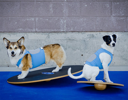 Wobble Board 20" & 36" - Pet medical equipment